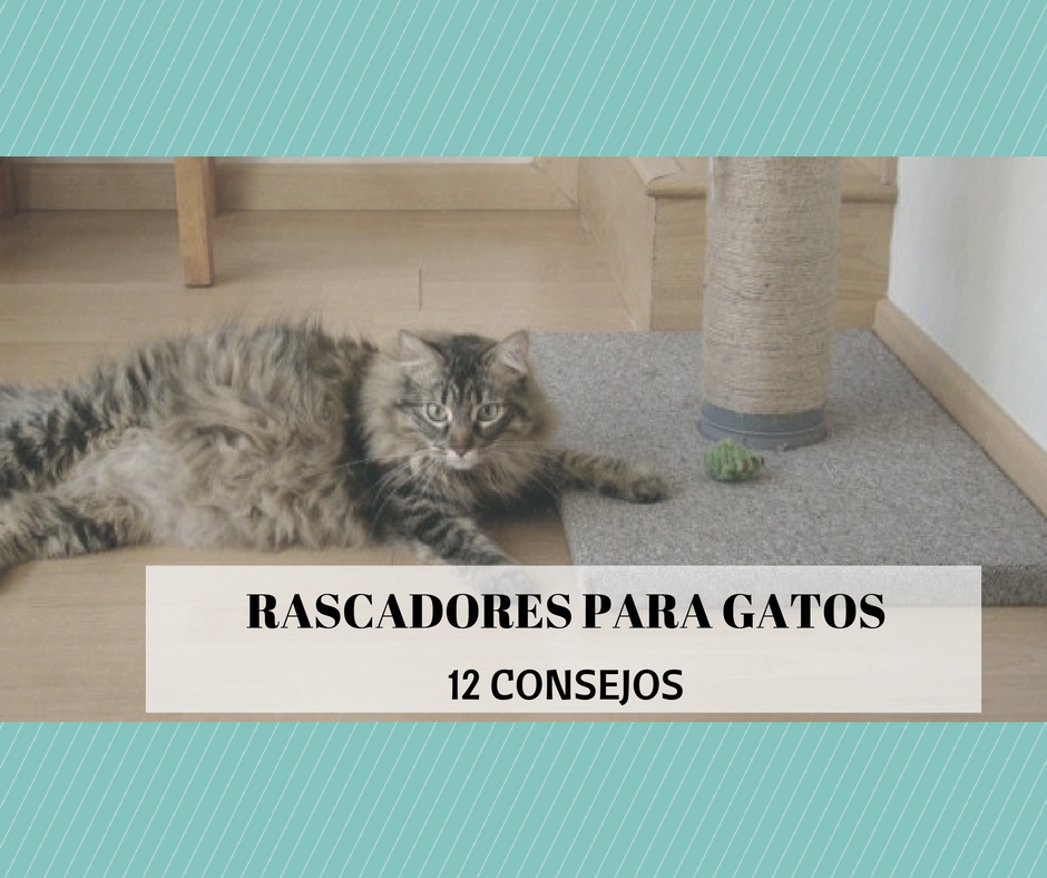 rascador gatos consejos uso