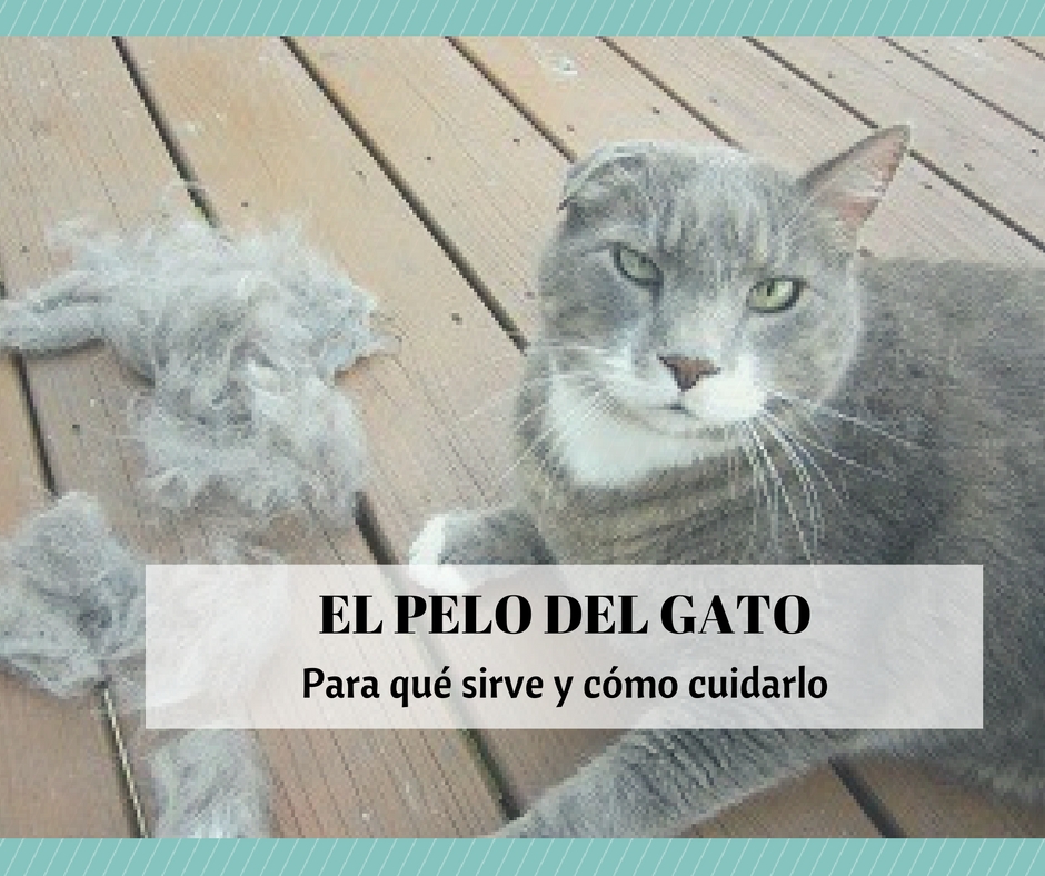 pelo gato