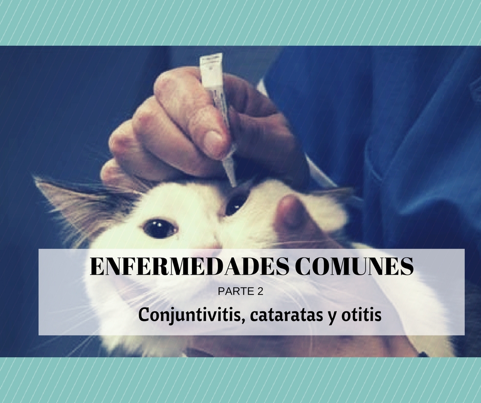 enfermedades comunes gatos otitis cataratas conjuntivitis