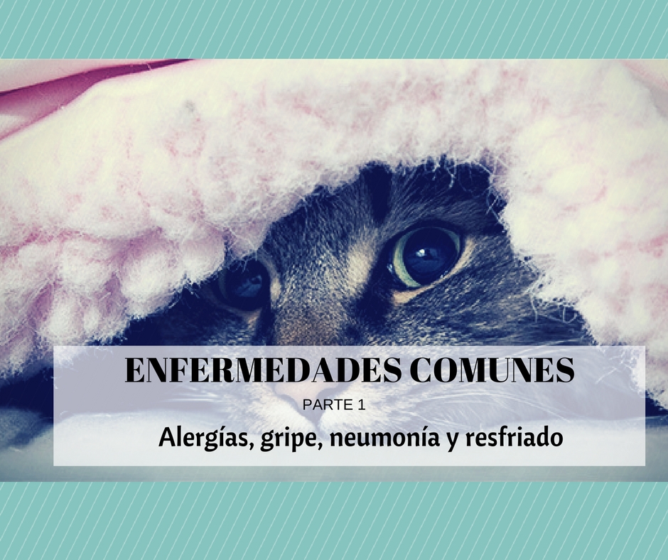 enfermedades gatos alergia gripe neumonia resfriado