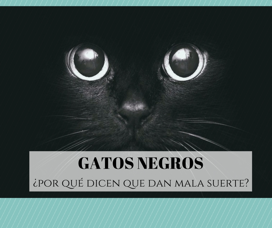 El gato negro mala origen la superstición | Cosas de Gatos