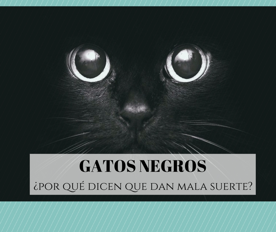 gatos negros y mala suerte