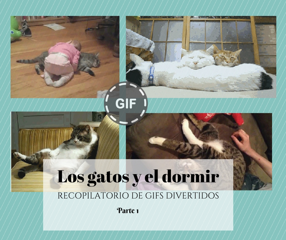 Gifs de gatos durmiendo parte 1