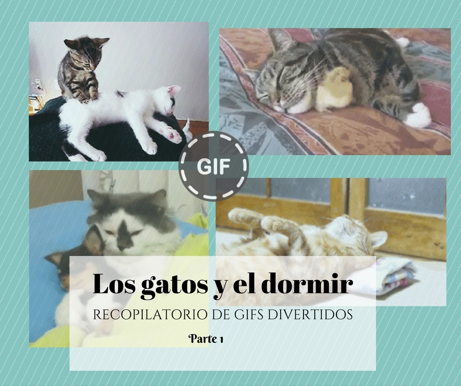 Gifs de gatos durmiendo parte 1