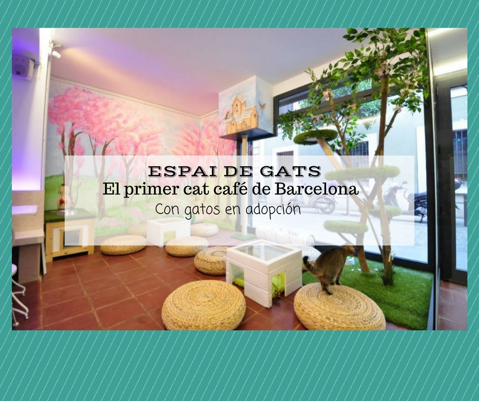 Espai de Gats, cat cafe Barcelona