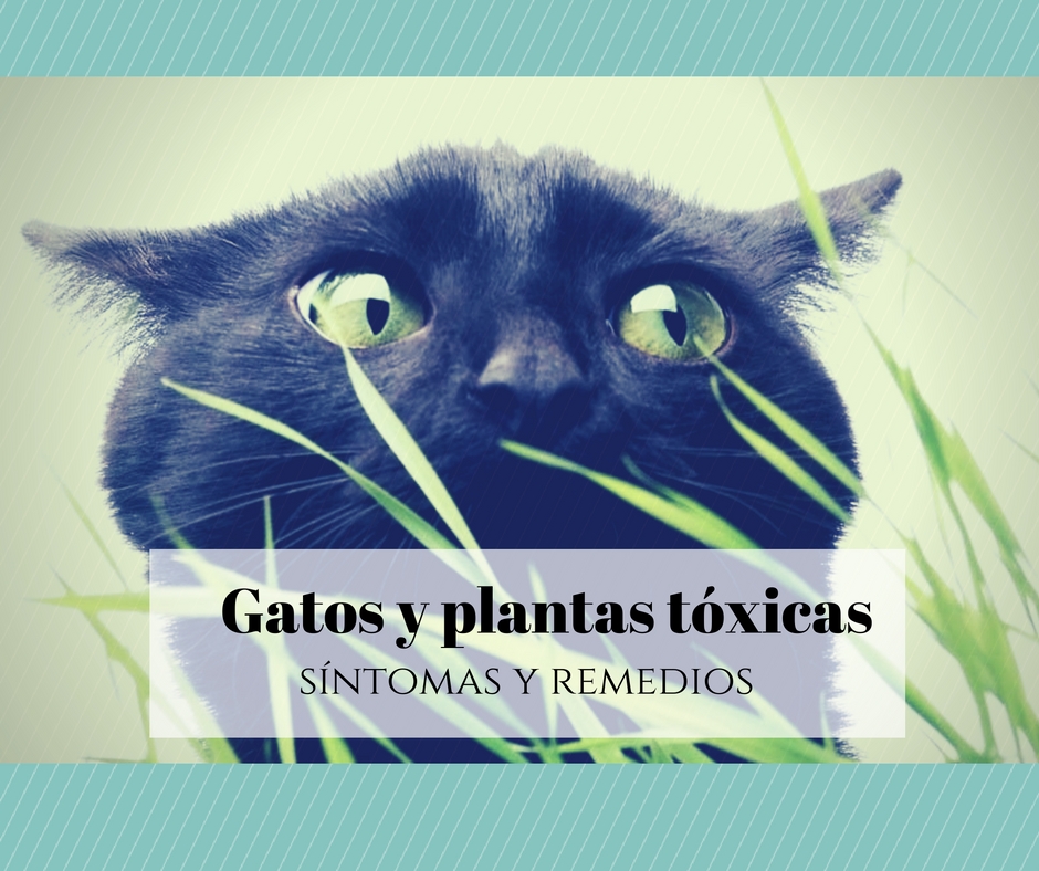 Gatos y plantas tóxicas
