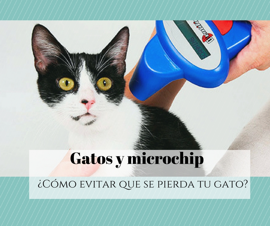 Gatos y microchip identificativo