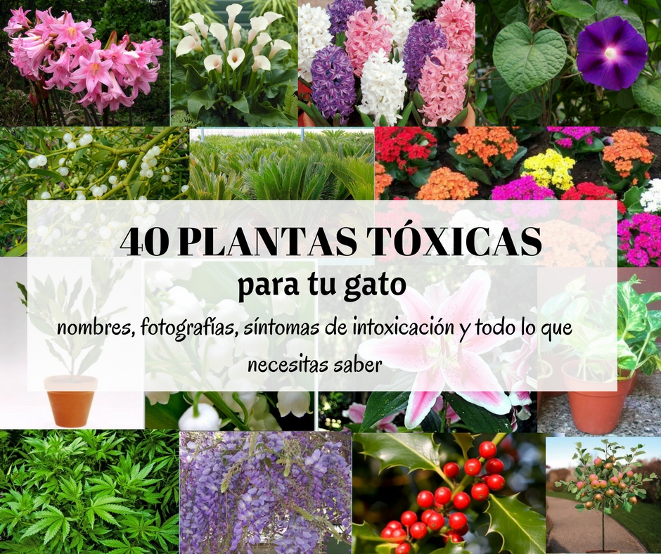 plantas toxicas gatos