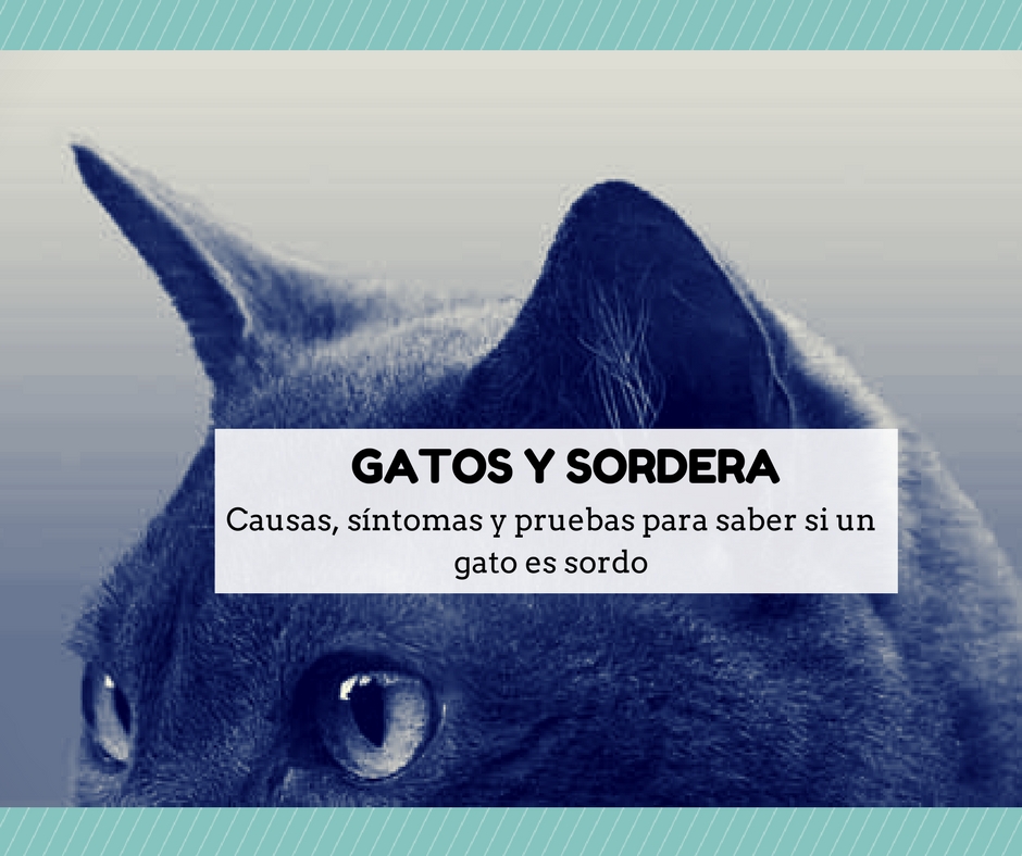 como saber mi gato sordo