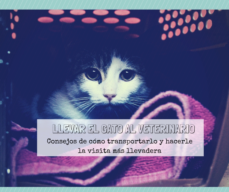 consejos llevar gato veterinario
