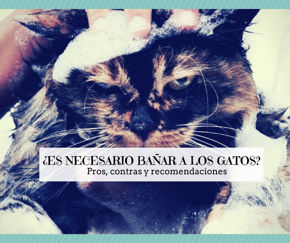 Sabes, ¿Cuál es la importancia de tener una buena arena para tu gato? - Ah!  gata