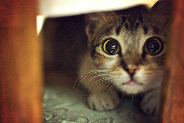 Cómo tratar a un gato que tiene miedo o que es tímido | Cosas de Gatos
