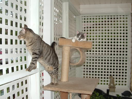 Despertar Torrente punto final Proteger a tu gato de las caídas desde ventanas, balcones y terrazas |  Cosas de Gatos