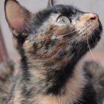 El perfil de la preciosa gata carey Conxa