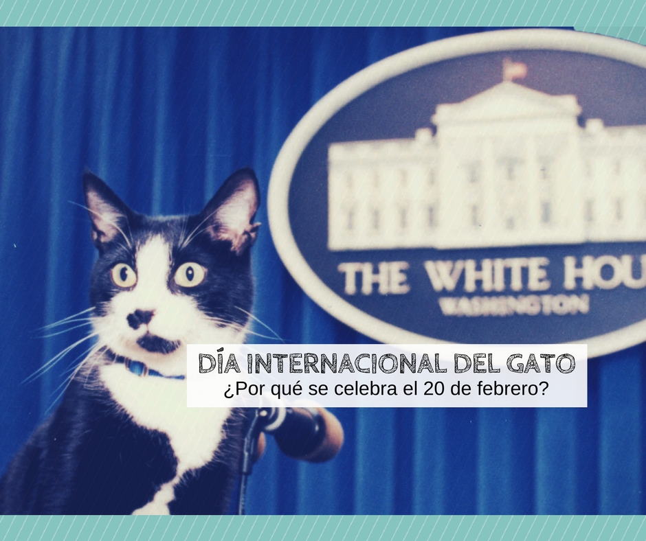 dia internacional gato porque 20 febrero