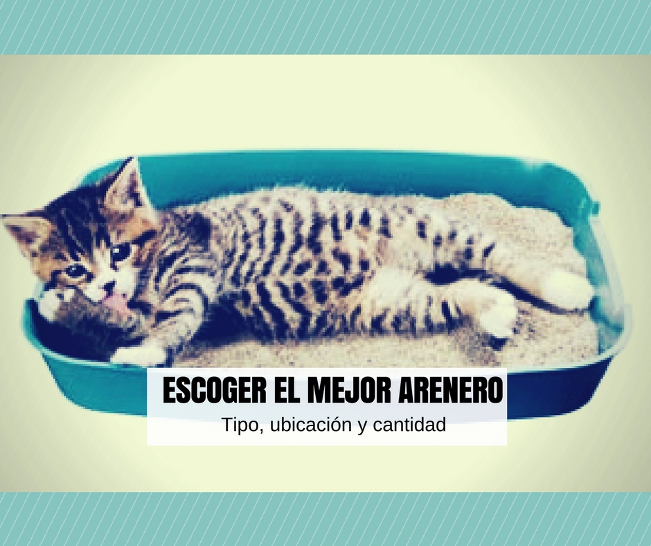 como escoger el mejor arenero para tu gato