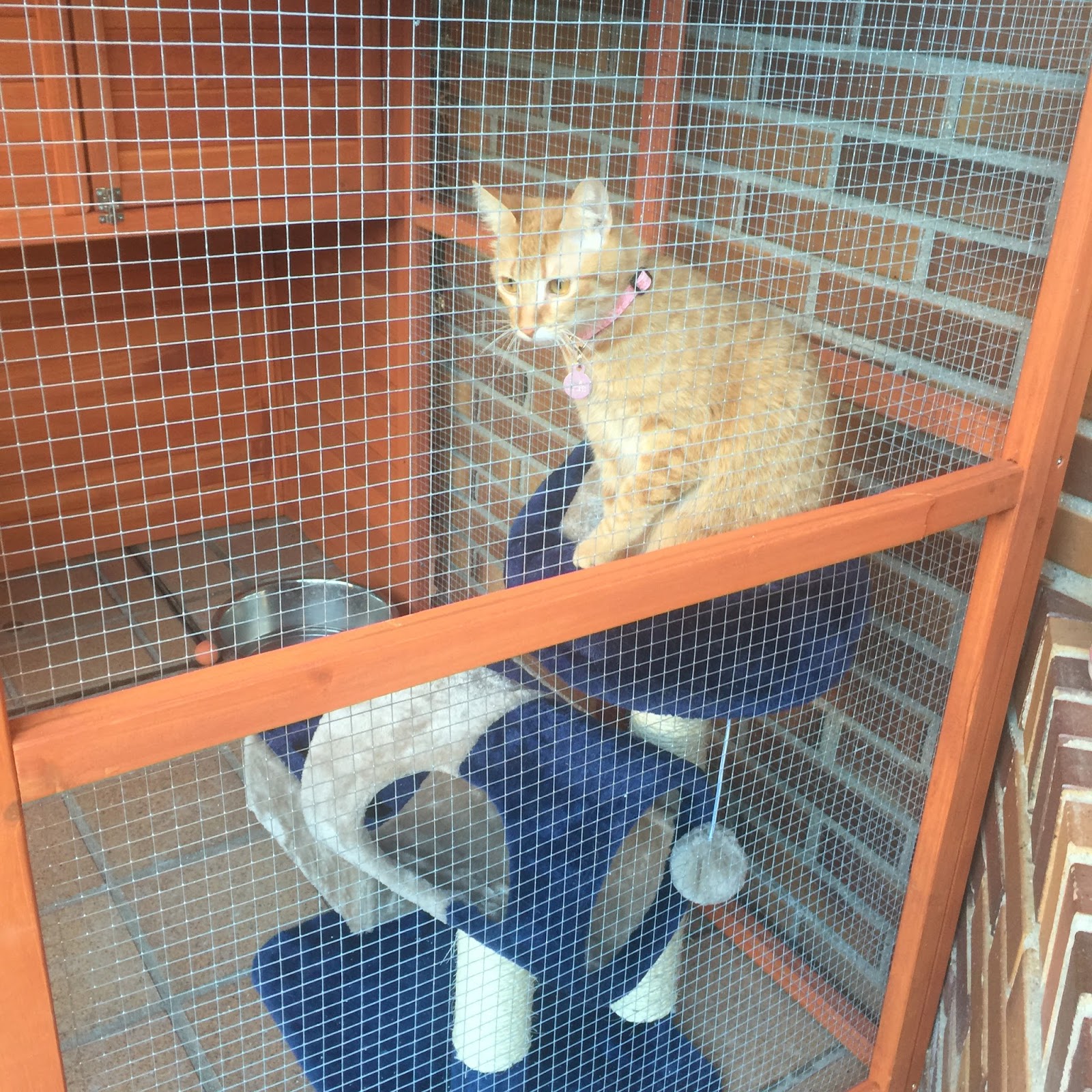 Cómo proteger a tu gato de las caídas desde ventanas