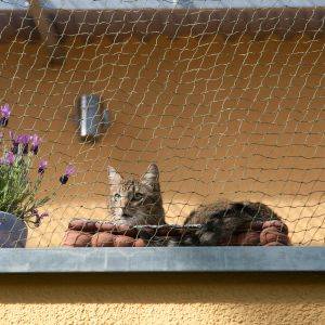 Despertar Torrente punto final Proteger a tu gato de las caídas desde ventanas, balcones y terrazas |  Cosas de Gatos