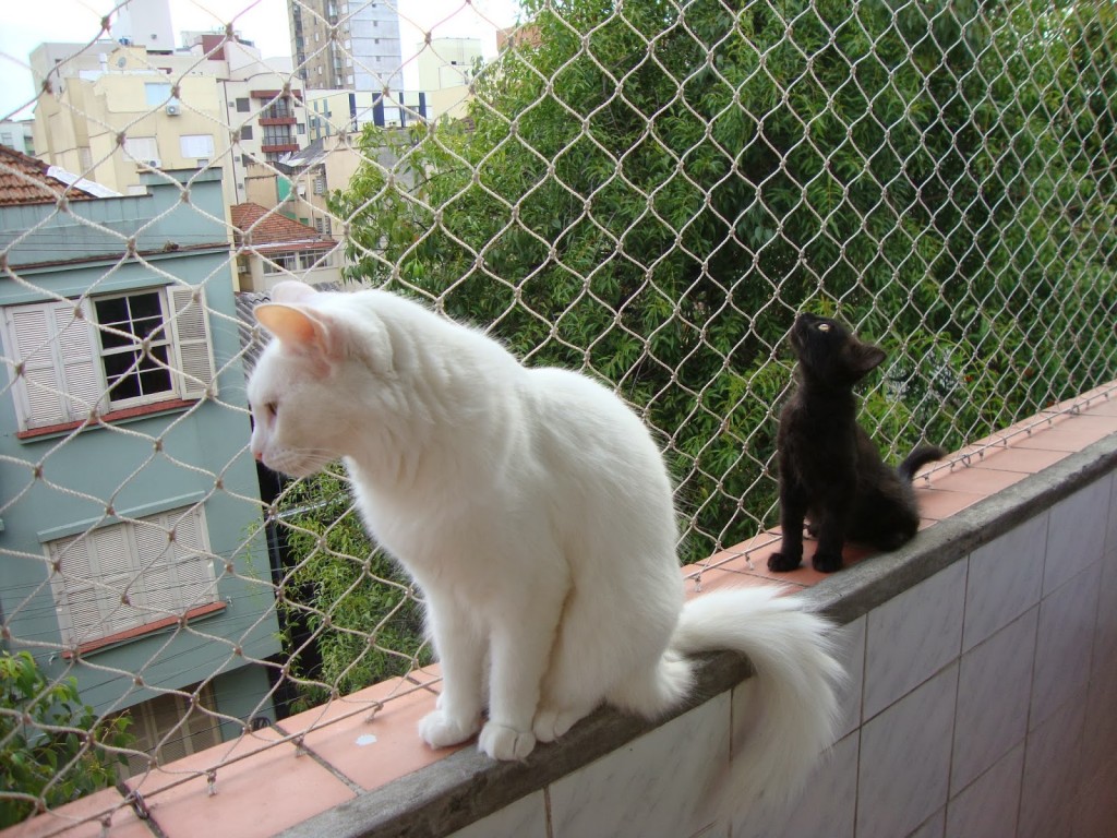 Proteger a tu gato las desde ventanas, balcones y terrazas | Cosas de Gatos
