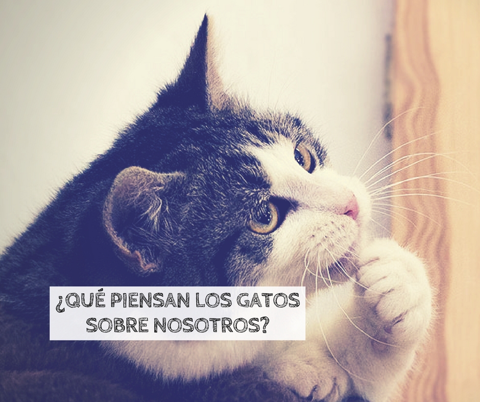 que piensan los gatos sobre humanos