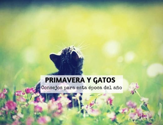 Gatos y primavera, consejos para una época del año feliz