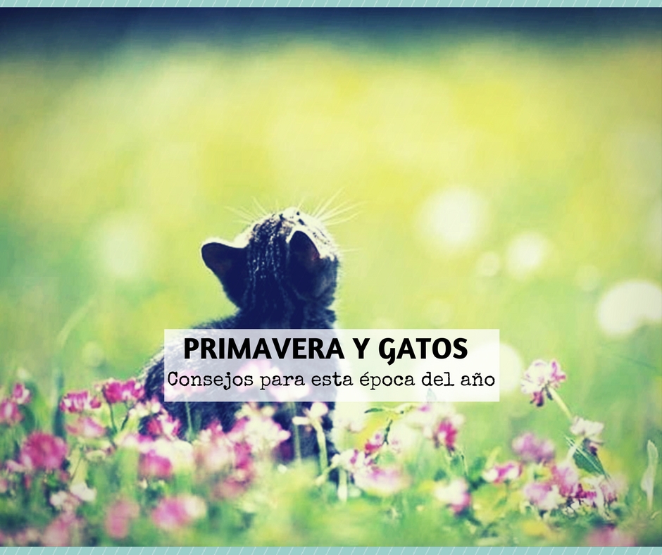 Gatos y primavera, consejos para una época del año feliz