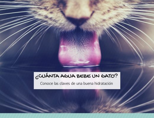 Cuanto necesita beber un gato