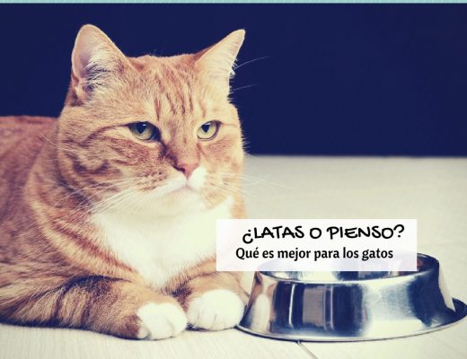 Pienso o latas para gatos, comida húmeda o seca, qué es mejor