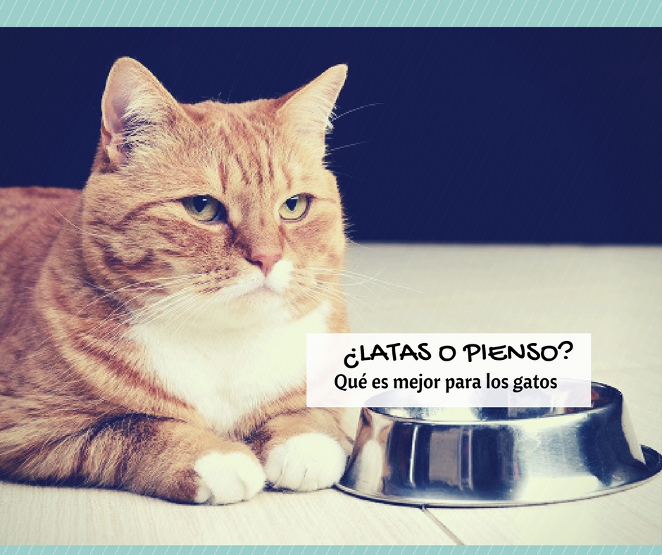 Pienso o latas para gatos, comida húmeda o seca, qué es mejor