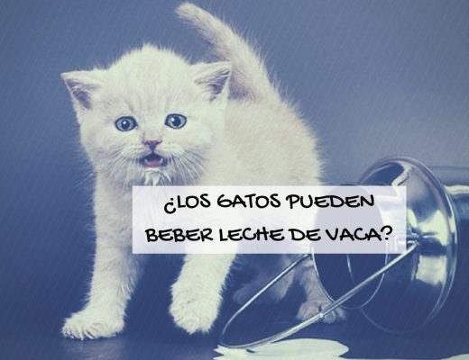 los gatos pueden beber leche