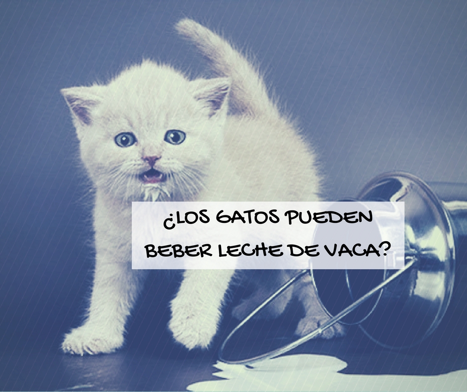 los gatos pueden beber leche