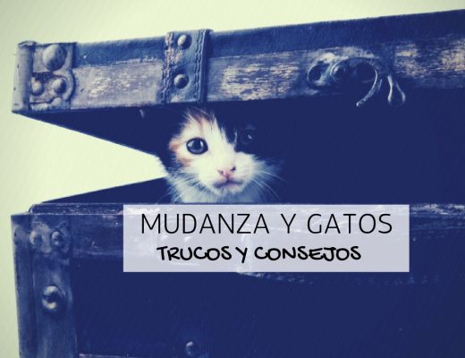 mudanza gatos: trucos y consejos