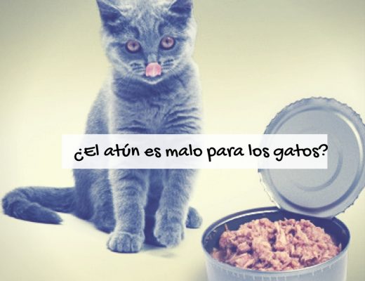 Puedo comer atun con diarrea