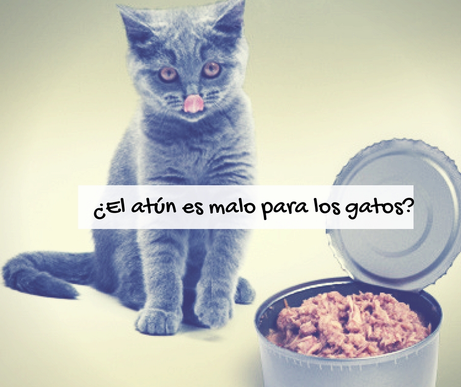 Atún malo o bueno para gatos | Foto: http://pets.webmd.com