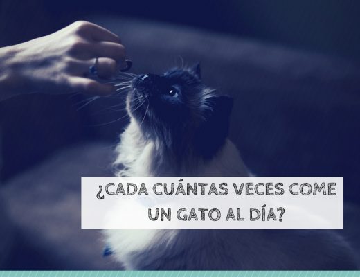 Cuántas veces come un gato al día | Foto: Pexels