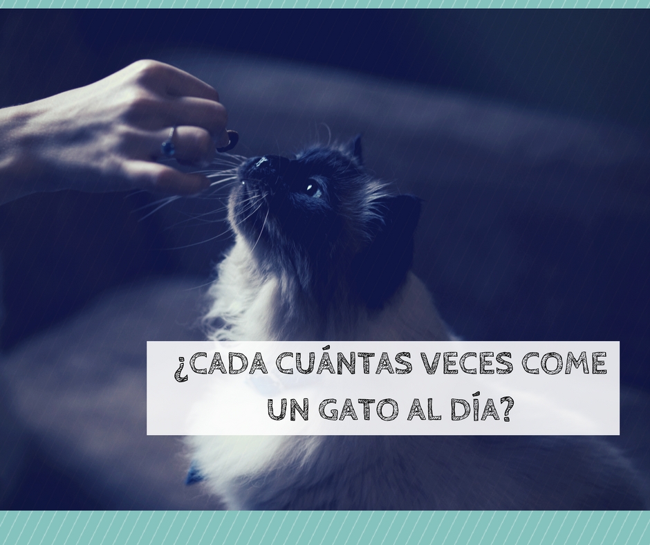 Cuántas veces come un gato al día | Foto: Pexels