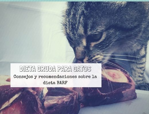 Dieta cruda para gatos BARF | Foto: PuroMenu