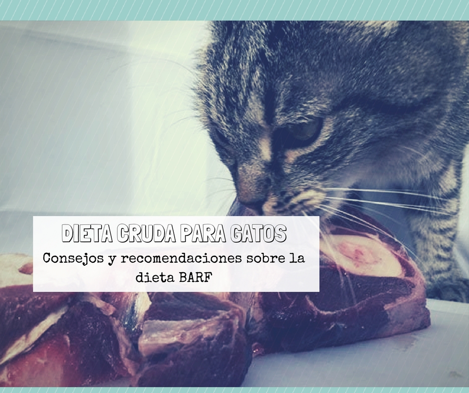 Dieta cruda para gatos BARF | Foto: PuroMenu