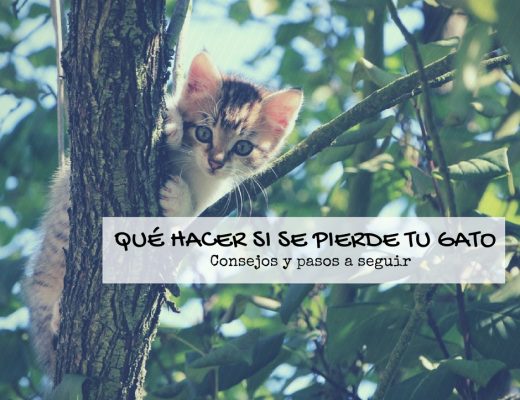 Qué hacer si tu gato se ha perdido | Foto: Pexels