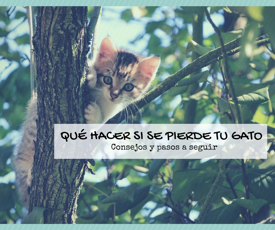 Qué hacer si tu gato se ha perdido | Foto: Pexels