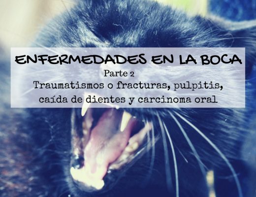 Enfermedad dental gato: traumatismos o fracturas, pulpitis, caída de dientes y carcinoma oral | Foto: Flickr