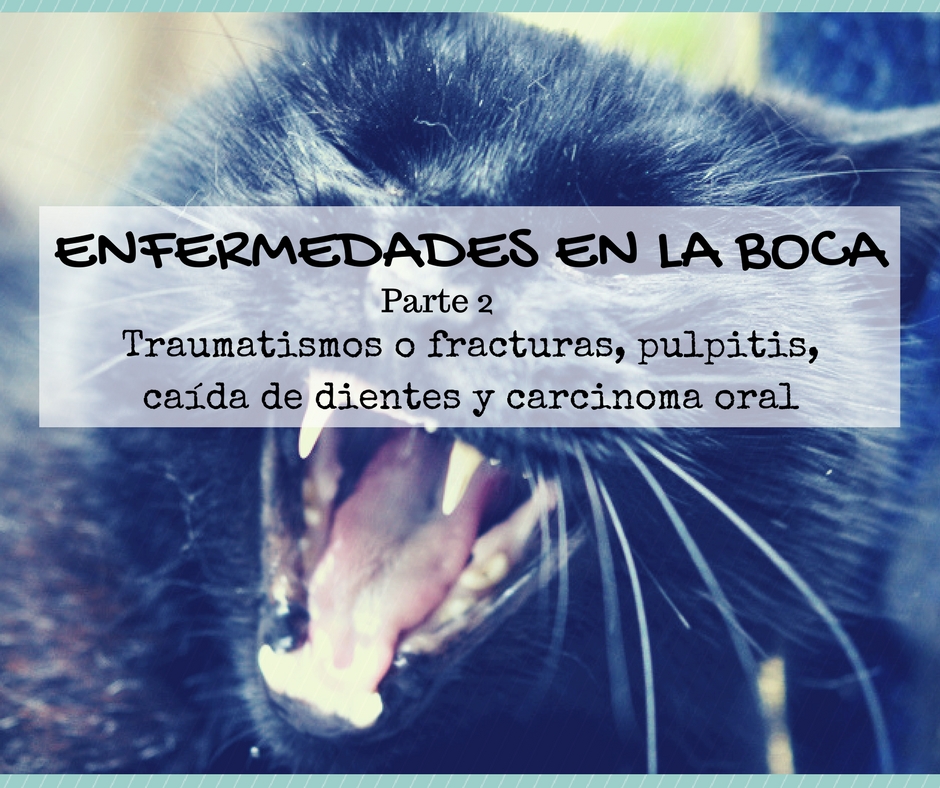 Enfermedad dental gato: traumatismos o fracturas, pulpitis, caída de dientes y carcinoma oral | Foto: Flickr