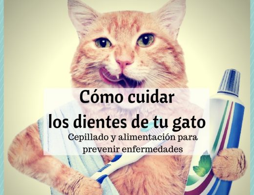 Cómo cuidar los dientes del gato