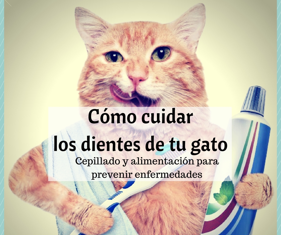 Cómo cuidar los dientes del gato