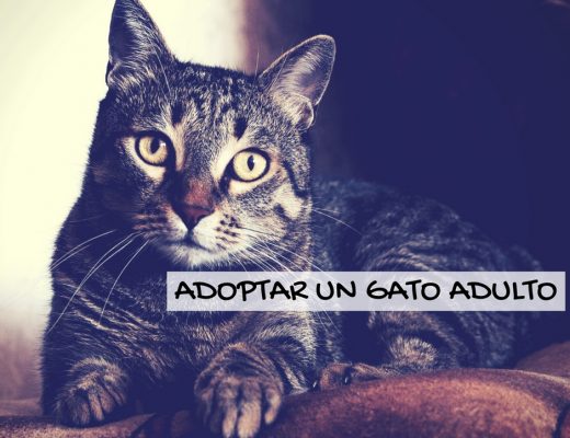 Razones para adoptar un gato adulto | Foto: Pexels.com