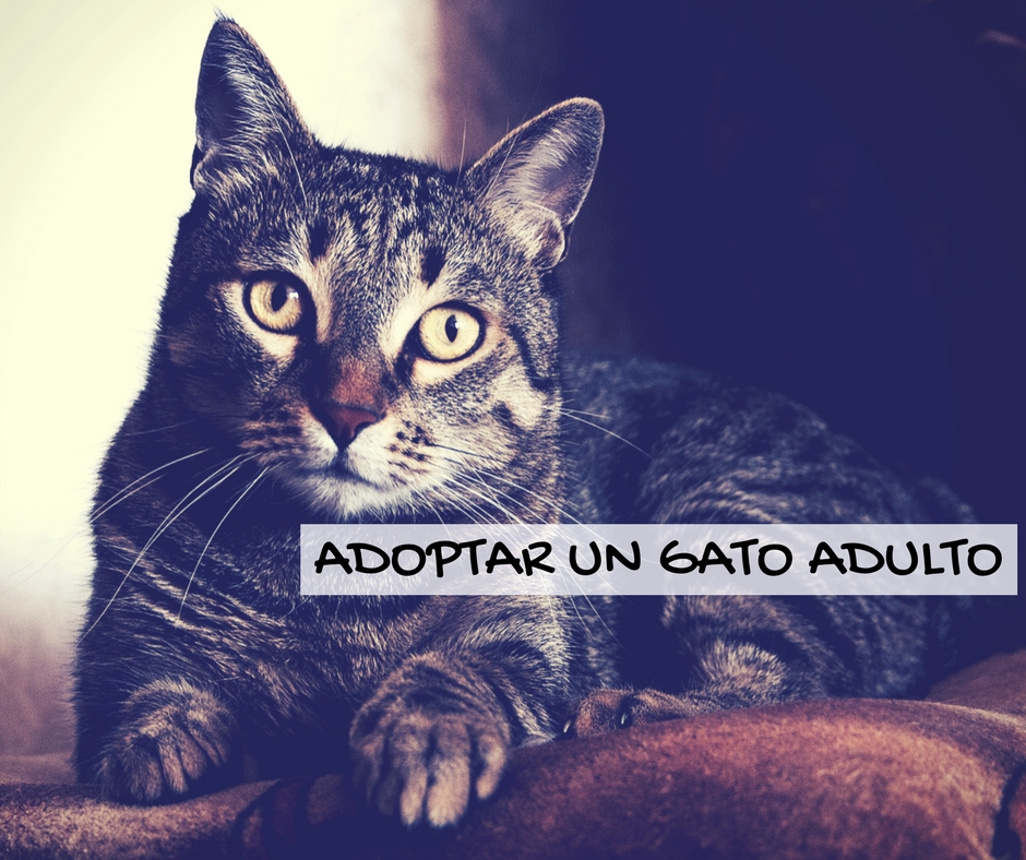 Razones para adoptar un gato adulto | Foto: Pexels.com