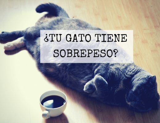 Gato con sobrepeso gordo | Foto. http://maxpixel.freegreatpicture.com