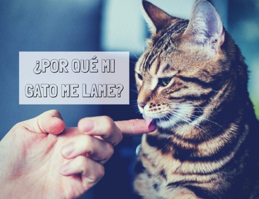 Por qué mi gato me lame | Foto: Shutterstock