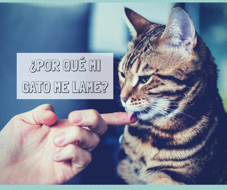 Por qué mi gato me lame | Foto: Shutterstock