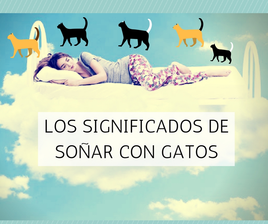 significa soñar con gatos? | Cosas de Gatos